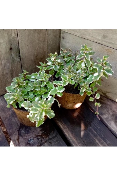 М’ята ананасна Варієгата в контейнері